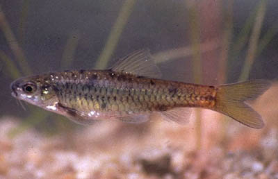 Barbus lineomaculatus